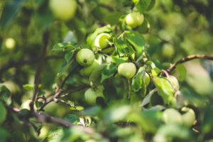 apple, apple tree, chesterton